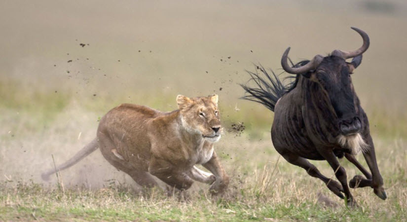 the wildebeest must die 